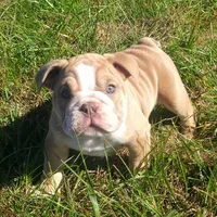 Junior (JR), a male English Bulldog for sale in Moores Hill, IN – 1 of 2