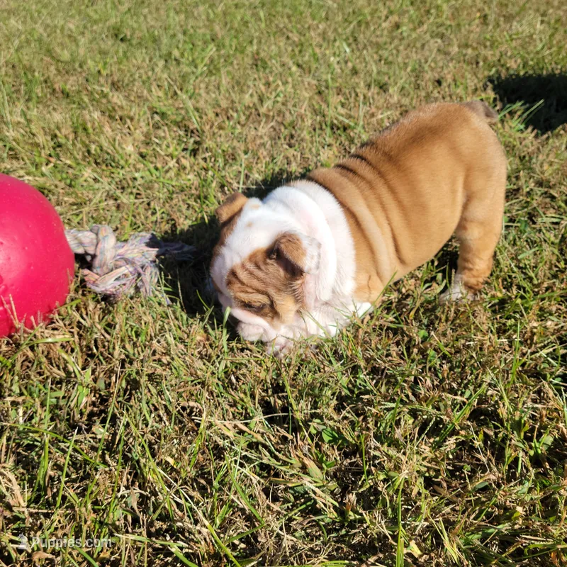Cinnamon – English Bulldog puppy for sale in Moores Hill, IN