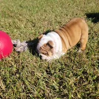 Cinnamon, a female English Bulldog for sale in Moores Hill, IN – 1 of 2