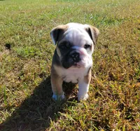 Pirate Pete, a male English Bulldog for sale in Moores Hill, IN – 1 of 2
