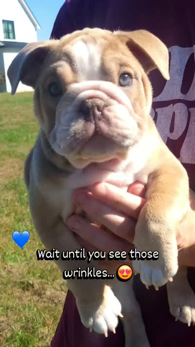Junior (JR), a male English Bulldog for sale in Moores Hill, IN – 2 of 2