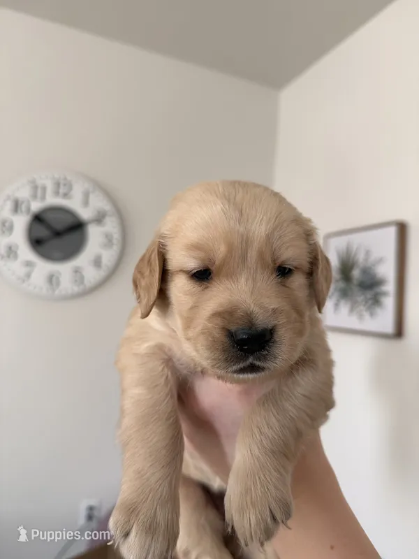 Light Blue golden Girl