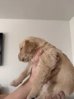 Uncollared Light Golden Girl, a female Golden Retriever for sale in Brighton, CO – Photo 5 of 10