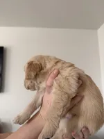 Uncollared Light Golden Girl, a female Golden Retriever for sale in Brighton, CO – Photo 2 of 10