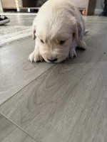 Uncollared Light Golden Girl, a female Golden Retriever for sale in Brighton, CO – Photo 6 of 10