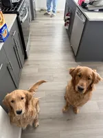 Uncollared Light Golden Girl, a female Golden Retriever for sale in Brighton, CO – Photo 7 of 10