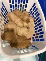 Uncollared Light Golden Girl, a female Golden Retriever for sale in Brighton, CO – Photo 10 of 10