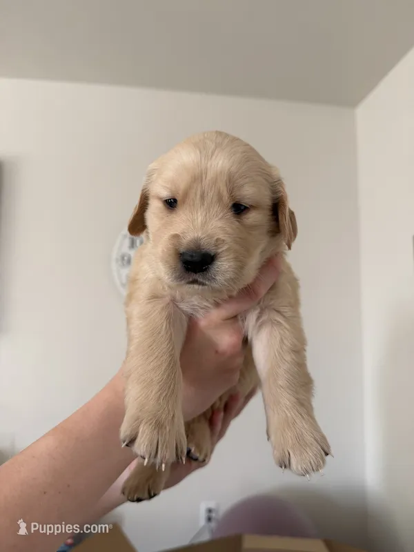 Uncollared Light Golden Girl