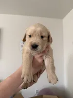 Uncollared Light Golden Girl, a female Golden Retriever for sale in Brighton, CO – Photo 1 of 10