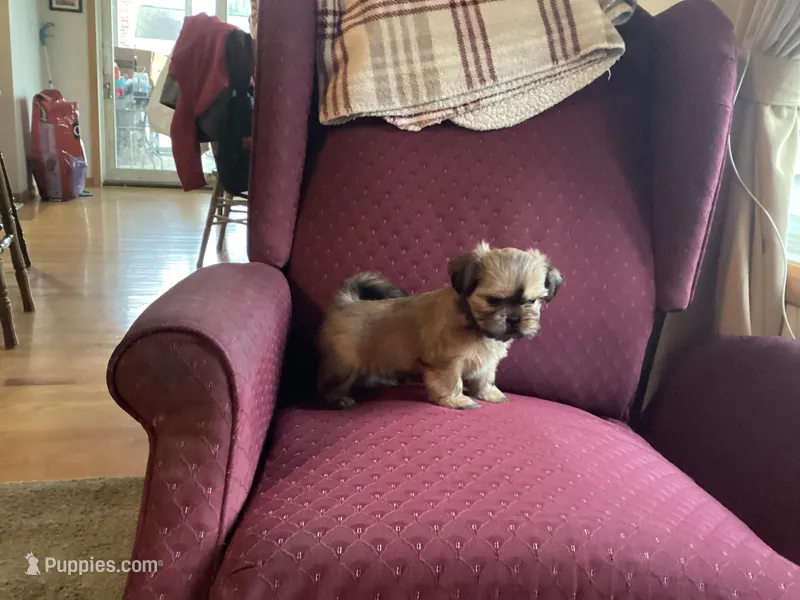 Donna – Shih Tzu puppy for sale in Iowa City, IA
