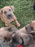 Henry, a male Cane Corso for sale in Chiloquin, OR – 3 of 9