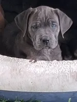 Flippy, a female Cane Corso for sale in Chiloquin, OR – 2 of 4