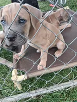 Henry, a male Cane Corso for sale in Chiloquin, OR – 4 of 9