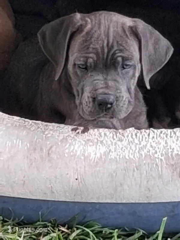 Flippy – Cane Corso puppy for sale in Chiloquin, OR