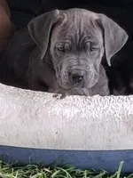Flippy, a female Cane Corso for sale in Chiloquin, OR – 1 of 4