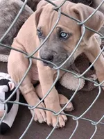 Honeys, a female Cane Corso for sale in Chiloquin, OR – 2 of 5