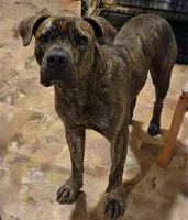 Henry, a male Cane Corso for sale in Chiloquin, OR – 8 of 9