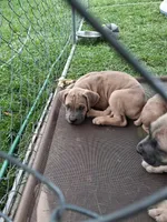 Honeys, a female Cane Corso for sale in Chiloquin, OR – 5 of 5