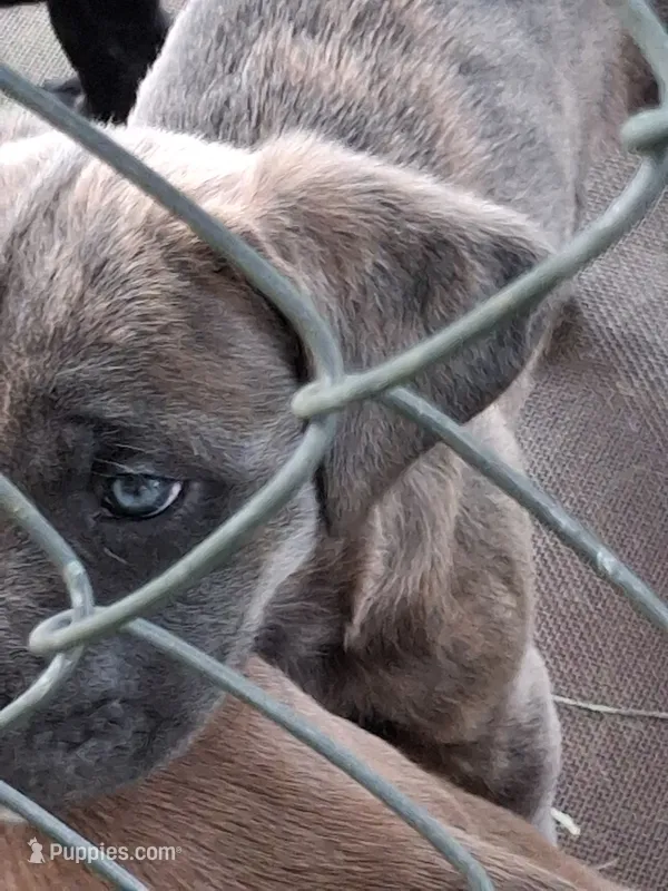 Fury – Cane Corso puppy for sale in Chiloquin, OR
