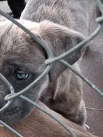 Fury, a female Cane Corso for sale in Chiloquin, OR – 1 of 7