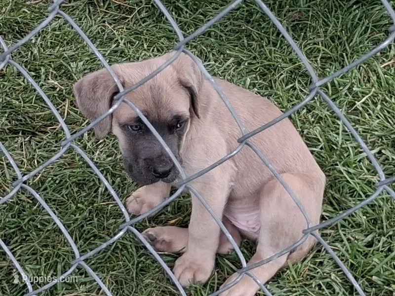 J5 – Cane Corso puppy for sale in Chiloquin, OR