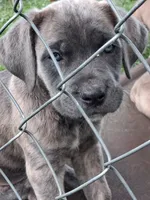 Fury, a female Cane Corso for sale in Chiloquin, OR – 3 of 7