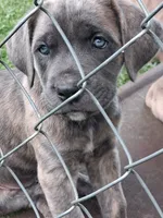 Fury, a female Cane Corso for sale in Chiloquin, OR – 2 of 7