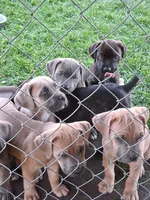 Henry, a male Cane Corso for sale in Chiloquin, OR – 5 of 9