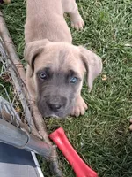 J5, a female Cane Corso for sale in Chiloquin, OR – 7 of 8