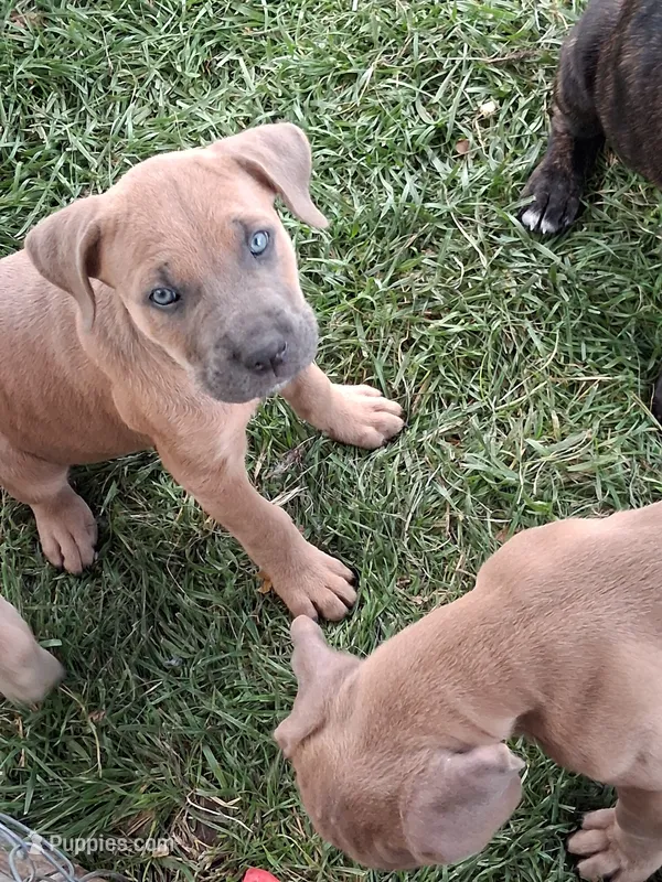 Henry – Cane Corso puppy for sale in Chiloquin, OR