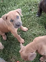 Henry, a male Cane Corso for sale in Chiloquin, OR – 1 of 9