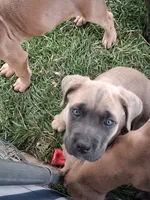 J5, a female Cane Corso for sale in Chiloquin, OR – 5 of 8