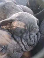 Flippy, a female Cane Corso for sale in Chiloquin, OR – 4 of 4