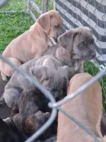 Fury, a female Cane Corso for sale in Chiloquin, OR – 5 of 7