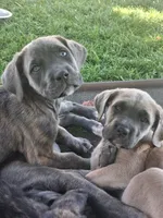 Fury, a female Cane Corso for sale in Chiloquin, OR – 6 of 7