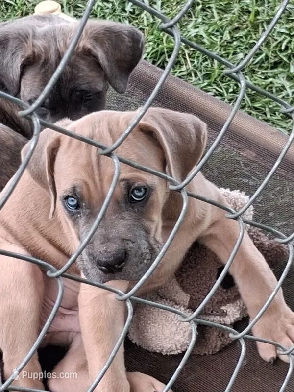 Honeys – Cane Corso puppy for sale in Chiloquin, OR
