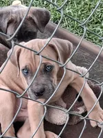 Honeys, a female Cane Corso for sale in Chiloquin, OR – 1 of 5