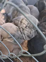 Flippy, a female Cane Corso for sale in Chiloquin, OR – 3 of 4