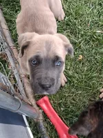 J5, a female Cane Corso for sale in Chiloquin, OR – 8 of 8