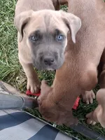 J5, a female Cane Corso for sale in Chiloquin, OR – 6 of 8
