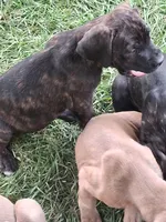 Hans, a male Cane Corso for sale in Chiloquin, OR – 1 of 1