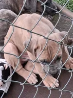 Honeys, a female Cane Corso for sale in Chiloquin, OR – 3 of 5