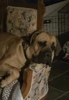 Henry, a male Cane Corso for sale in Chiloquin, OR – 6 of 9