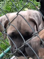 J5, a female Cane Corso for sale in Chiloquin, OR – 2 of 8