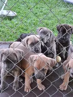 J5, a female Cane Corso for sale in Chiloquin, OR – 3 of 8