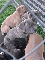Fury, a female Cane Corso for sale in Chiloquin, OR – 4 of 7