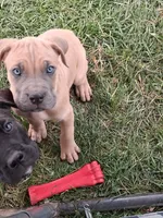 Henry, a male Cane Corso for sale in Chiloquin, OR – 2 of 9