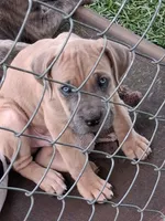 Honeys, a female Cane Corso for sale in Chiloquin, OR – 4 of 5