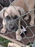 J5, a female Cane Corso for sale in Chiloquin, OR – 4 of 8