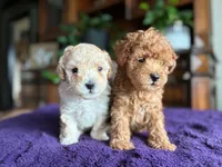 Ariel, a female Poodle - Toy  for sale in Andrews, TX – 2 of 2